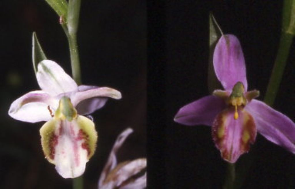 Ophrys apifera var. cervia